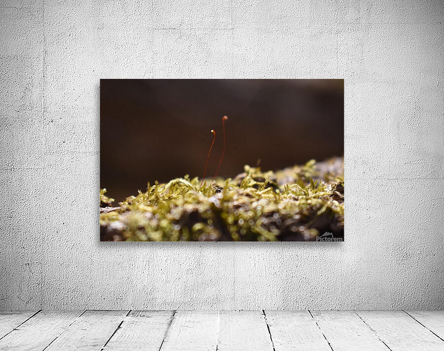 Macro Mushroom Wall Preview