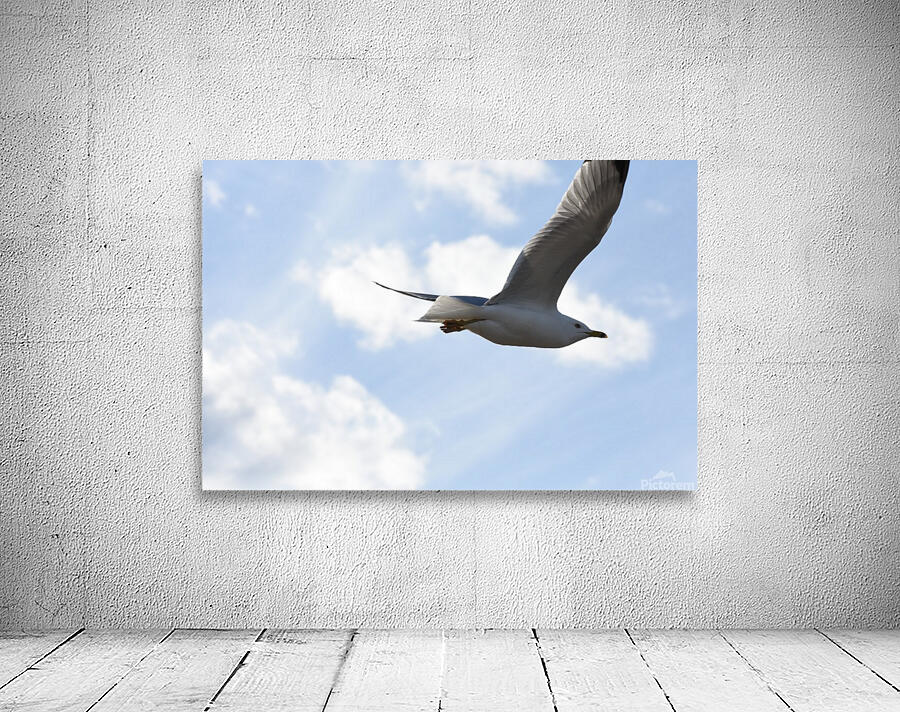 Flying Seagull Wall Preview