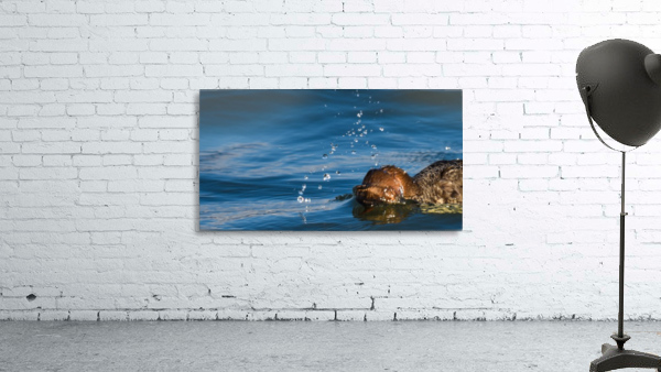 Diving Merganser Wall Preview