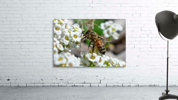 Pollinating Bee Wall Preview