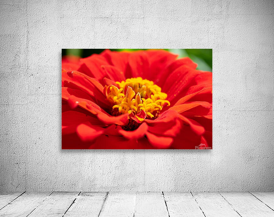 Red Flower Wall Preview