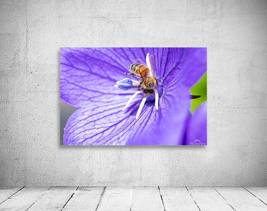 Pollinating Bee Wall Preview
