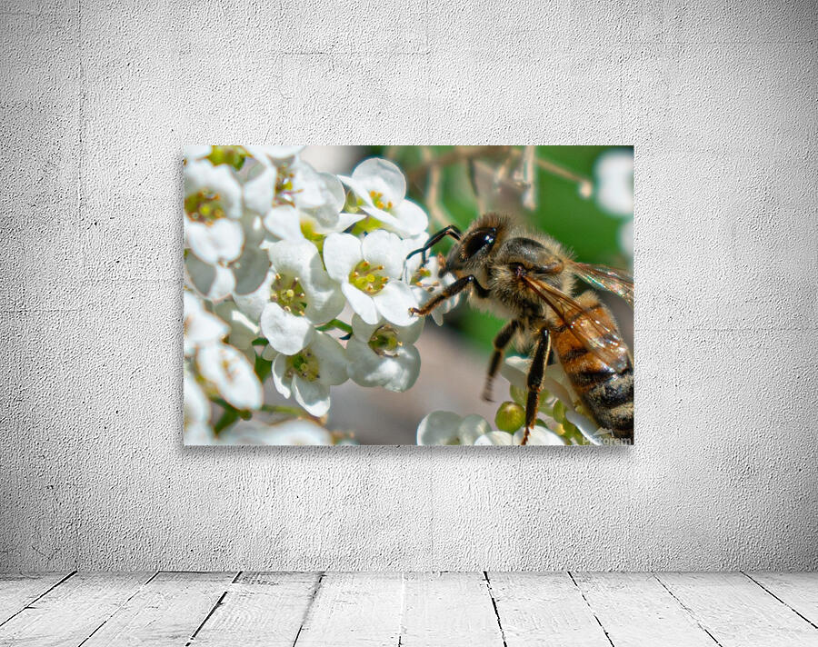 Pollinating Bee Wall Preview