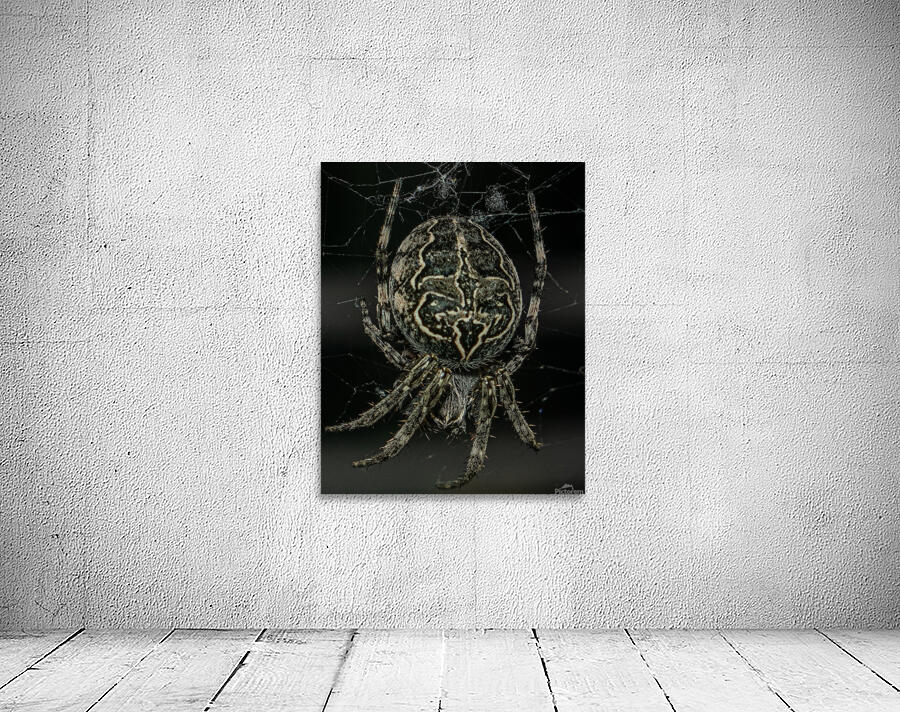 Macro Spider Wall Preview