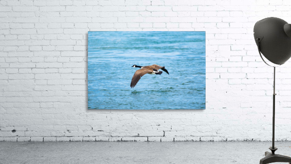 Gliding Geese Wall Preview