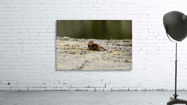 Laid Back Duckling Wall Preview