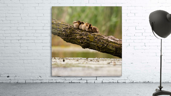 Ducklings on a Branch Wall Preview