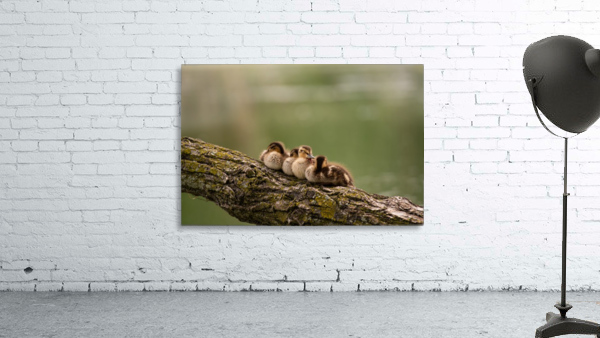 Sleepy Ducklings Wall Preview