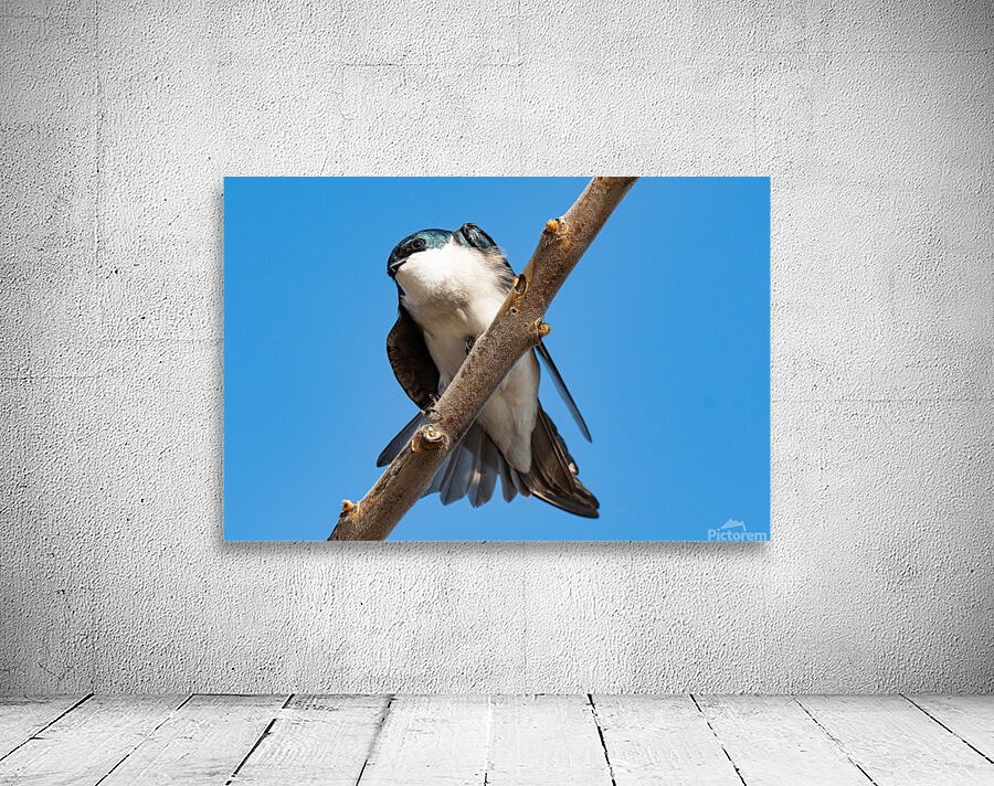 Tree Swallow Wall Preview