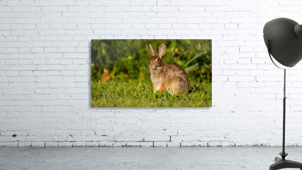 Bunny Portrait Wall Preview