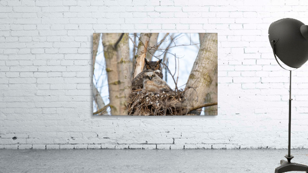 Owl Wall Preview