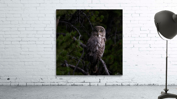 Great Gray Owl Wall Preview