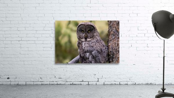 Great Gray Owl Wall Preview