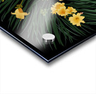 Fleurs dansantes Acrylic print