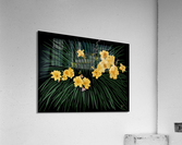 Fleurs dansantes Acrylic Print