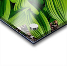 Green False Hellebore Acrylic print