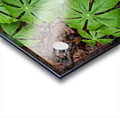 Mayapples 1 Acrylic print