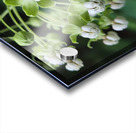 Poke Milkweed Impression Acrylique