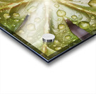 Raindrops on Mayapple Acrylic print