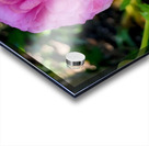 Ranunculus Impression Acrylique