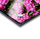 Rhododendron Acrylic print