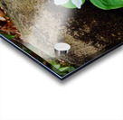 Trillium Duo Acrylic print