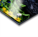 VT Peony 1 Acrylic print