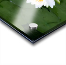 Water Lily 1 Acrylic print