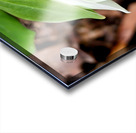 White Trillium Bud 1 Acrylic print