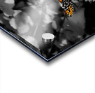 Monarch Butterfly Acrylic print