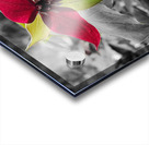 Red Trillium Acrylic print