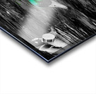 Mallard Duck Acrylic print