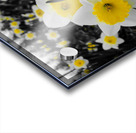 Daffodils Acrylic print