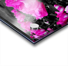 Pink Peonies Acrylic print