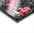 Red Dogwood Acrylic print