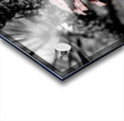 Pinecone Acrylic print