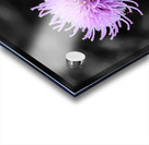 Thistle Acrylic print