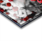 Siberian Crabapple Acrylic print