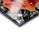 Orchids 4 Acrylic print