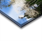 Gallitzin State Forest Acrylic print