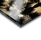 Palm Trees Silhouette Acrylic print