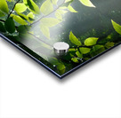 Beech Trees Acrylic print