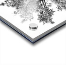 Snowy White Pine Acrylic print