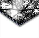 Snowy Conifer Acrylic print