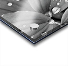 Raindrops Acrylic print