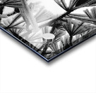 Snowy Conifer 1 Acrylic print