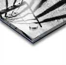 Split Rail Shadows Acrylic print