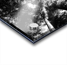 Redwoods Acrylic print