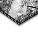 Forest Canopy Acrylic print