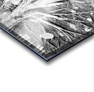 Root Flare Acrylic print